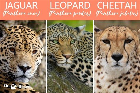 Differences Between A Jaguar Vs Cheetah Vs Leopard Diet Habitat