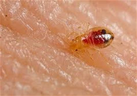 Dust mites are not parasites; Dust Mite Sucking on Human Blood - Mite Image