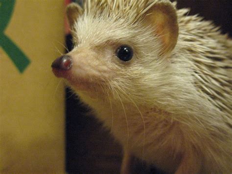 File:Pet hedgehog closeup.jpg