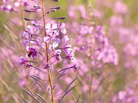 Free Images Nature Blossom Meadow Flower Summer Herb Botany