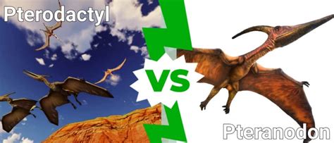 Pterodactyl Vs Pteranodon Whats The Difference A Z Animals