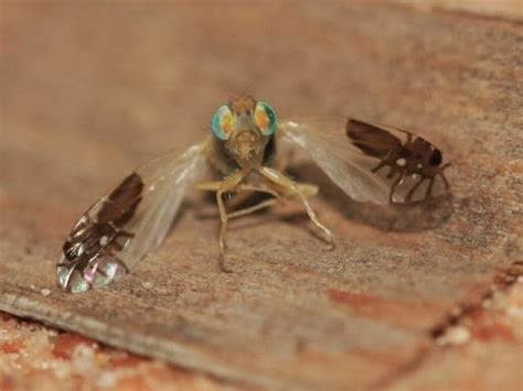 Quando ocorre a picada, geralmente a dor é intensa, com. A estranha mosca que "desenhou" aranhas nas próprias asas