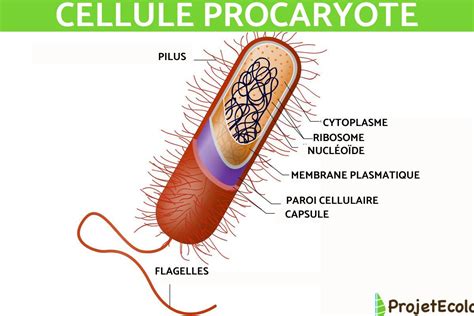 Cellule Procaryote Sch Ma Caract Ristiques Et Fonctions