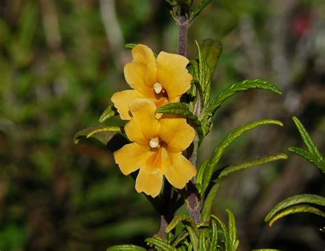 Dummies best unique flower gardening for dummies how to plant a flower. Facts About The Monkey Flower: Information For Growing And ...