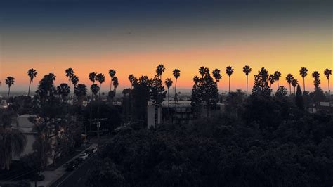 Videoblocks Aerial View Pan Across Row Of Palm Trees On Hollywood