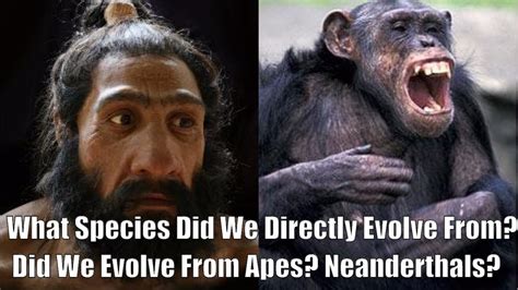 What Species Did We Evolve From Did We Evolve From Apes What Living