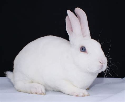 Blue Eyed White Pet Bunny Rex Bunnies Mini Rex Bunnies