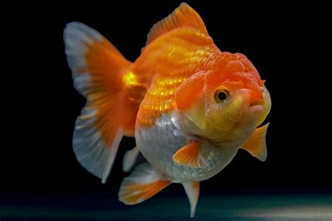 8 Signs Goldfish Is About To Lay Eggs