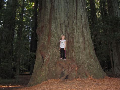 We started our road trip in mount shasta, california. Best Seattle - California Road Trip From Redwoods to Teacups