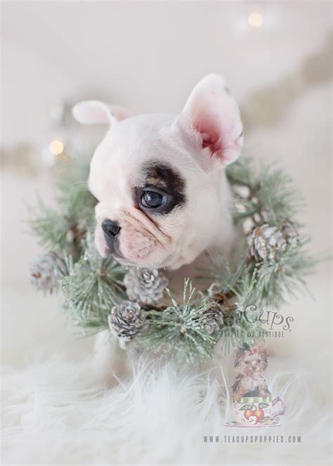 One thing every french bulldog puppy has in common is its cuddly, warm nature. The Frenchie of your dreams is here! | Teacups, Puppies ...