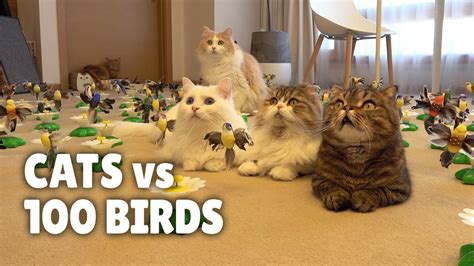 Cats Vs 100 Birds Kittisaurus Youtube