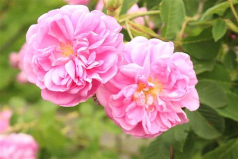 Rosa Damascena Proprietà E Utilizzi Di Questo Fiore Nella Cosmesi Naturale