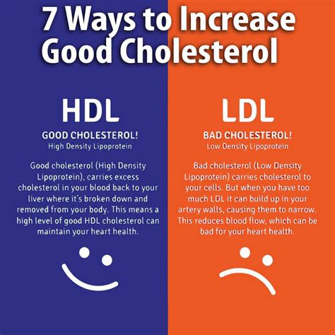 Seven Ways To Increase The Good Hdl Cholesterol Kinney Physical