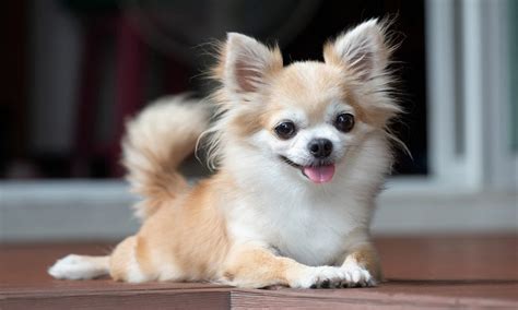 Chihuahua Dog Breed Characteristics Care And Photos Bechewy