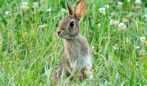 Conejos Curiosidades Características Dónde Vive Qué Come Y Fotos