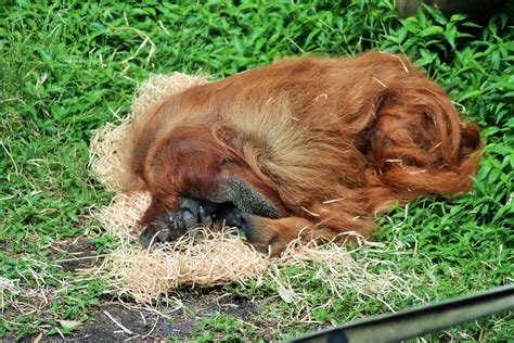 Sumatran Orangutan Pongo Abelii Zoochat