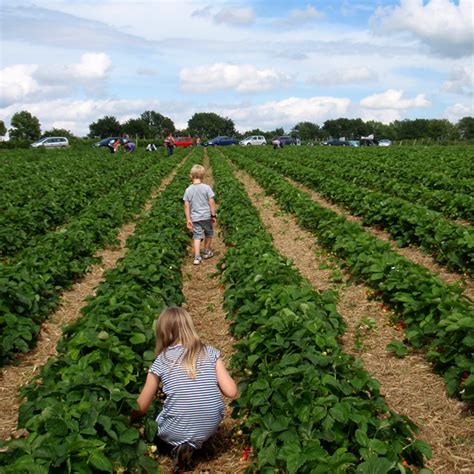 In ausnahmefällen können sie erdbeeren auch im frühjahr pflanzen. 50 Dinge, die wir diesen Sommer mit den Kids machen werden