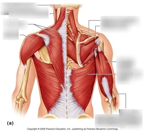 Trunk Muscles That Move Upper Arm And Shoulder Posterior View Diagram