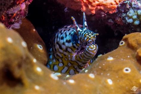 Dragon Moray Eel Facts And Photographs Seaunseen