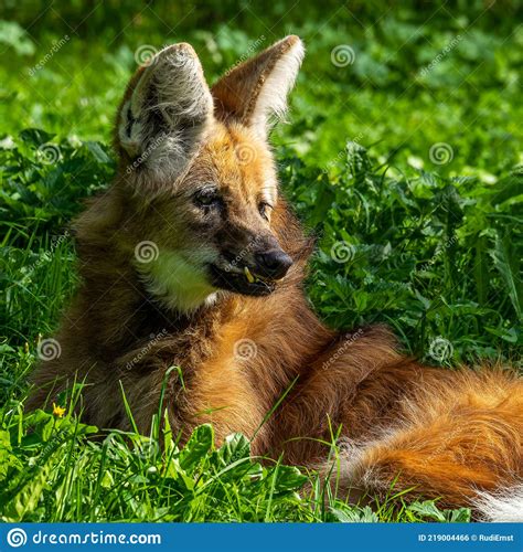 The Maned Wolf Chrysocyon Brachyurus Is The Largest Canid Of South