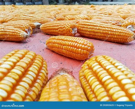 Yellow Corn Was Spread Over the Red Carpet Stock Image - Image of