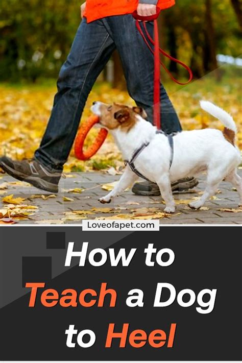 How To Teach A Dog To Heel Perfectly Love Of A Pet Dogs Dog Potty