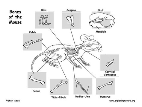 Mouse Skeleton Diagram Animal Bones And Anatomy