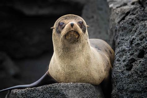 14 Unique Animals Of The Galapagos Islands