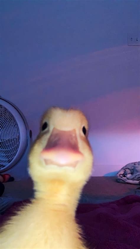 Create Meme Duck Duck Selfie Duck Selfie Pictures Meme