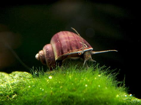 Aquatic Arts 3 Live Purple Mystery Snails Freshwater Aquarium Algae