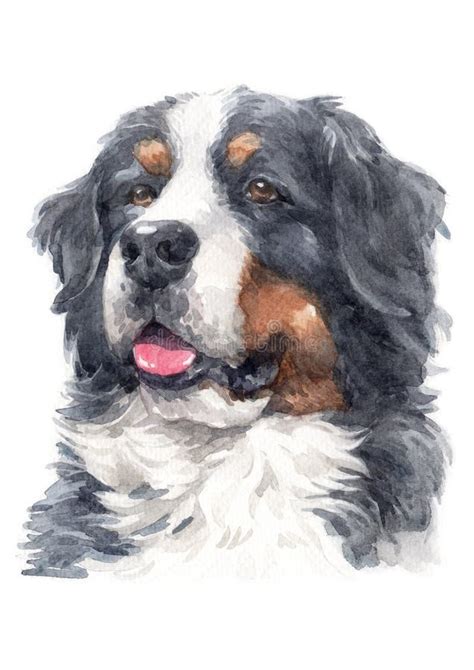 Bernese Mountain Dog Face Stock Illustration Illustration Of Black