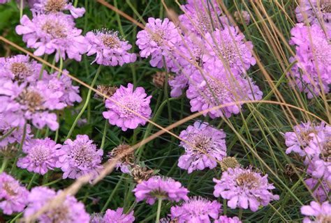 Scabiosa Pincushion Flower Plant Care And Growing Guide