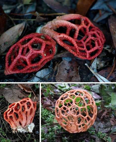 Pin On Fungi Toadstools And Mushrooms