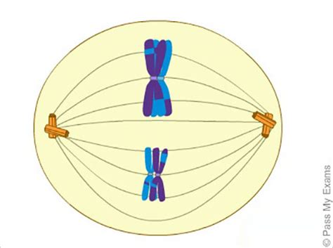Check out our complete mitosis definition guide, with a breakdown of meiosis is also a form of cell division and reproduction! Meiosis, cell division animation - Pass My Exams: Easy ...