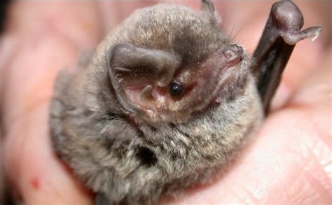 Federally Endangered Bat Species In This Region Bat Removal Indiana