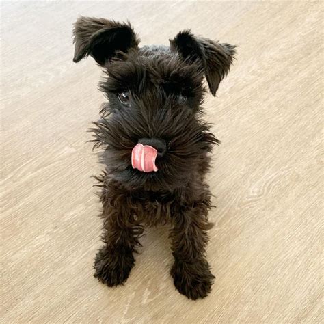 Miniature Schnauzer puppies for sale -= All Black Offer