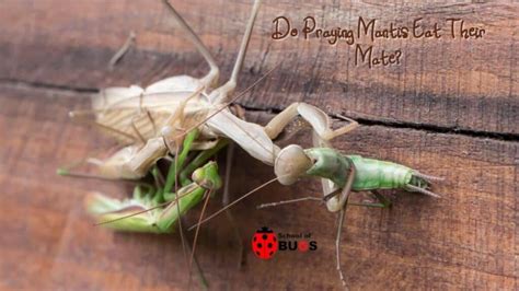 Do Praying Mantis Eat Their Mate School Of Bugs