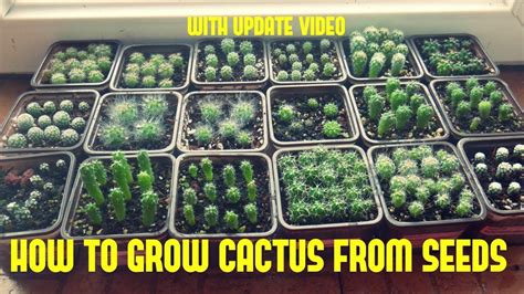 How To Grow Cactus From Seed With Update Video How To Grow Cactus
