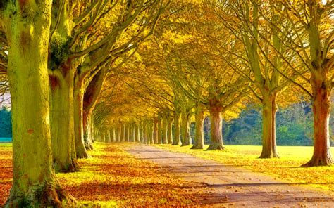 Scenery Heaven Leaves Tress Nature Forests Ultra 2560x1600 Hd Wallpaper