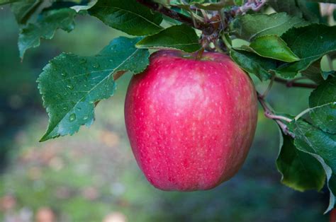 It has no specific use and can be surgically removed. Washington Apple Commission