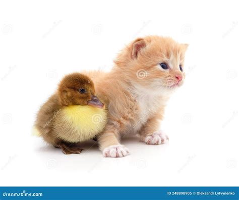 Kitten And Duckling Stock Image Image Of Born Cutout 248898905