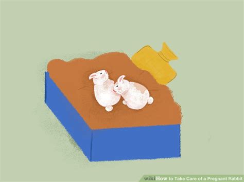 3 ways to take care of a pregnant rabbit wikihow