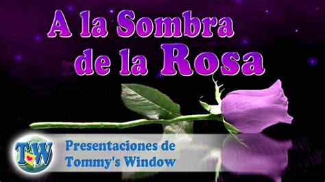 A La Sombra De La Rosa Presentaciones De Tommys Window Español Youtube