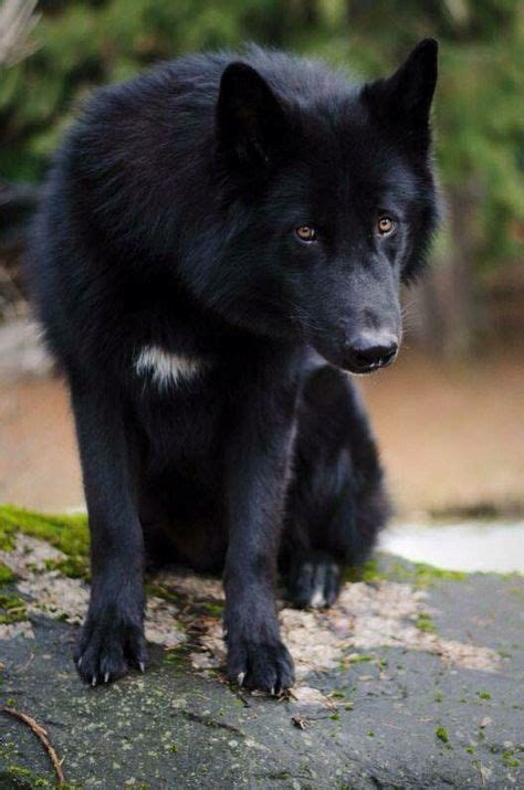 49 Best Black Wolf Dogs Images Dogs Beautiful Wolves Animals Beautiful