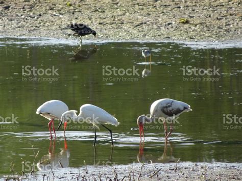 White Swamp Birds Stock Photo Download Image Now Animal Animal