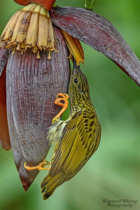 pin by mohun brijmohun on nature in 2023 beautiful birds rare birds colorful birds