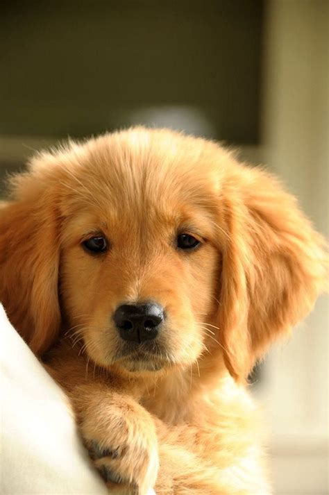 Rescuing a golden retriever is one of the best things you can do, but it can also be a little scary… you don't know their parents or the previous situation they as if saving a golden retriever's life wasn't enough reason to rescue a golden, you'll be continuously repaid with slobbery kisses and fluffy hugs. 10 Reasons Why You Should Never Own Golden Retrievers
