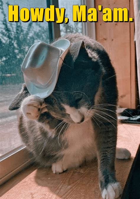 Howdy Maam Lolcats Lol Cat Memes Funny Cats Funny Cat