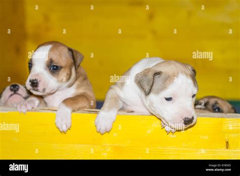 3 Weeks Old Dog Puppies Stock Photo Alamy