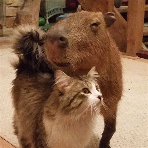 Capybaras Love Cats Aww